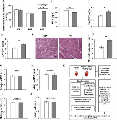 Downregulation of miR-26b-5p, miR-204-5p, and miR-497-3p Expression Facilitates Exercise-Induced Physiological Cardiac Hypertrophy by Augmenting Autophagy in Rats